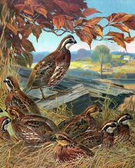 SX- 40166   Paint by numbers - Pheasant
