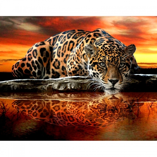 SX- 22075   Paint by numbers - Leopard