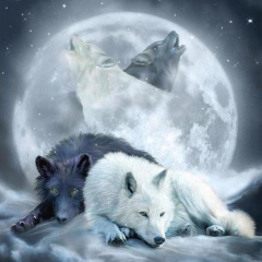 SX- B3407   Diamond Painting Kit - White wolf