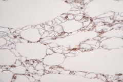 Calacatta rocky gold-JS9343