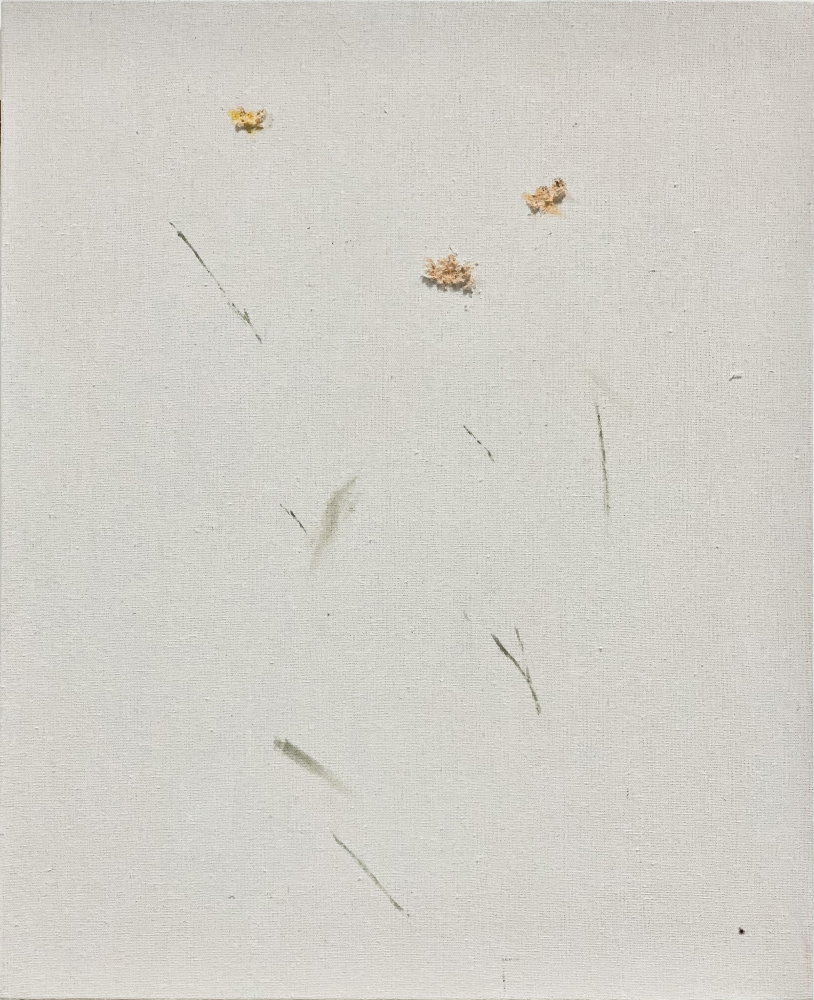 金盞花 / Marigold