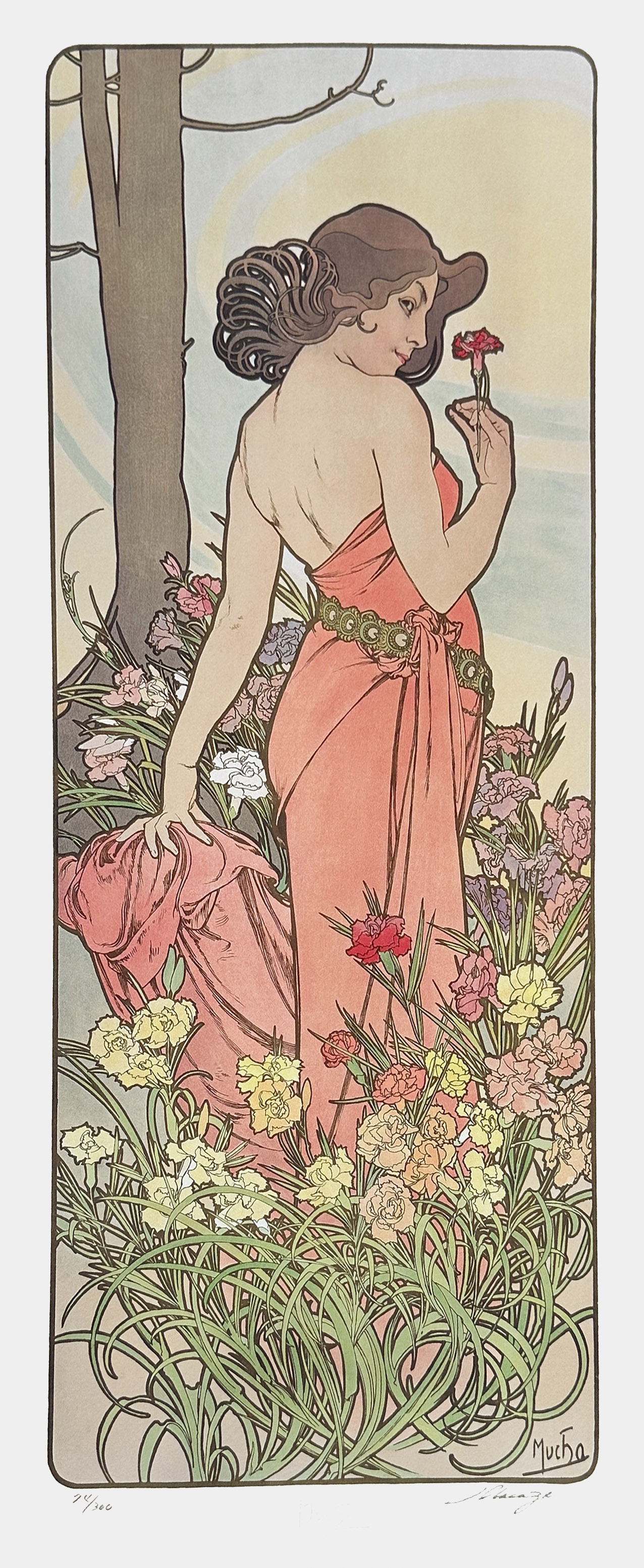 康乃馨 Carnation