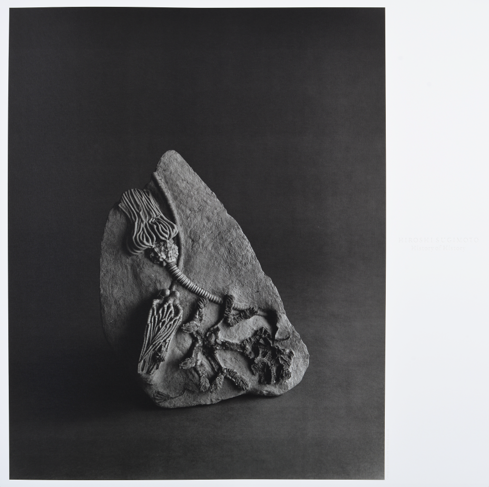 Carboniferous Sea Bottom, 290-355 million years old 石炭紀の海底