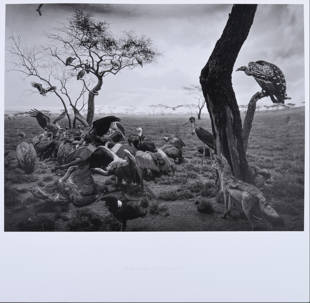 Hyena-Jackal-Vulture 鬣狗 - 豺狼 - 禿鷹