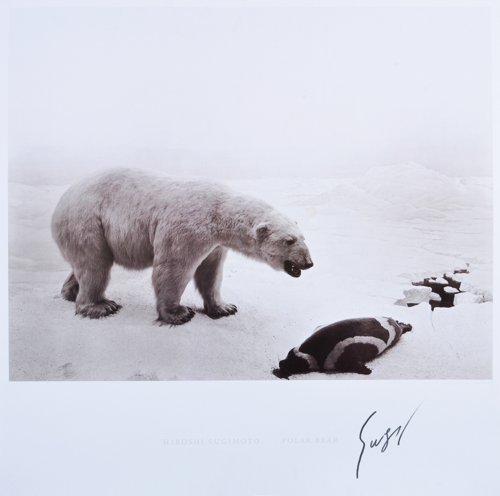 Polar Bear 北極熊 (含簽名)