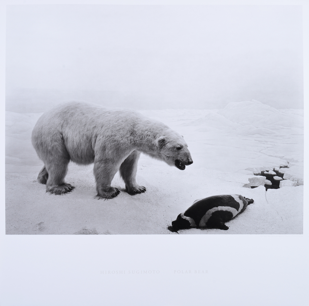 Polar Bear 北極熊