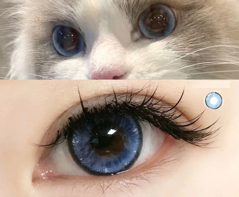 布偶貓同款藍色美瞳
