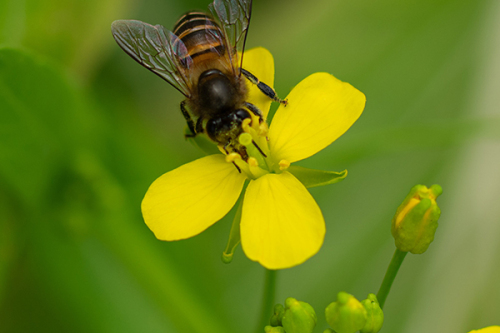 Spring Rapeseed