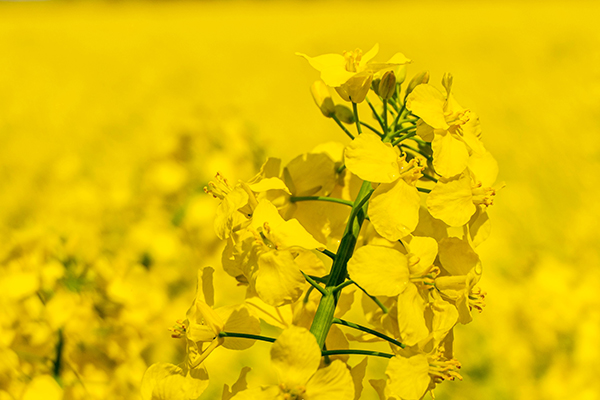rapeseed-picture1