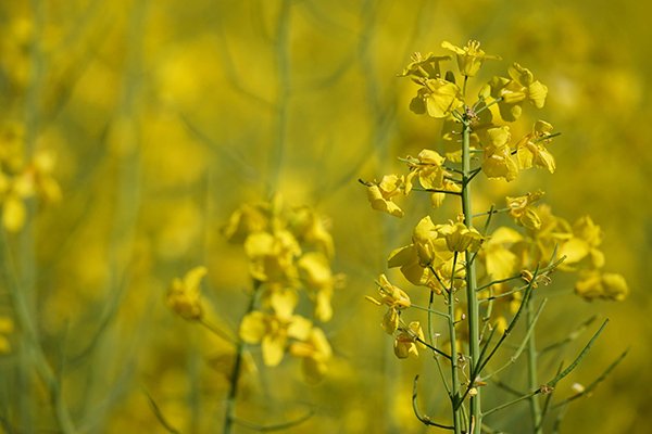 rapeseed-picture4