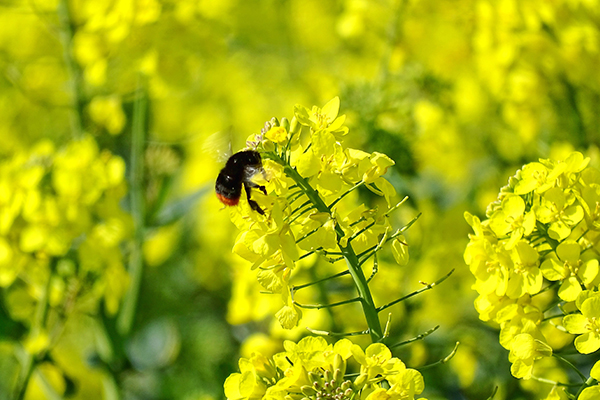 rapeseed-picture2