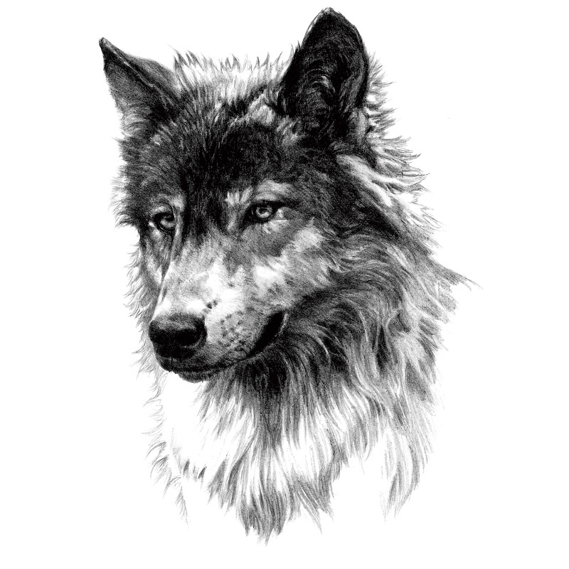 Tiger, wolf and lion tattoo stickers
