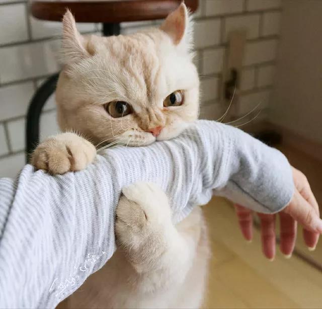 Why do cats like to bite their keeper's hands and feet?