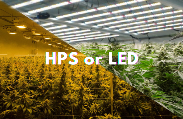 HPS or LED?