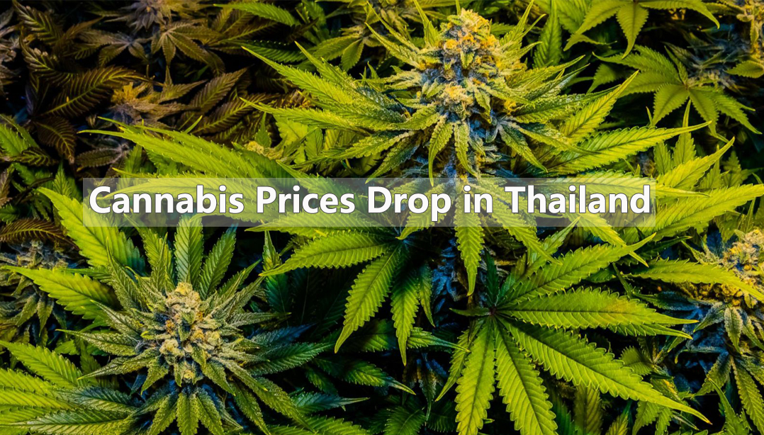 Cannabis Prices Drop in Thailand