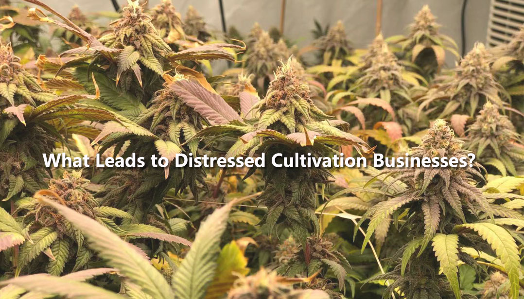Three Factors that May Cause Distressed Cultivation Businesses