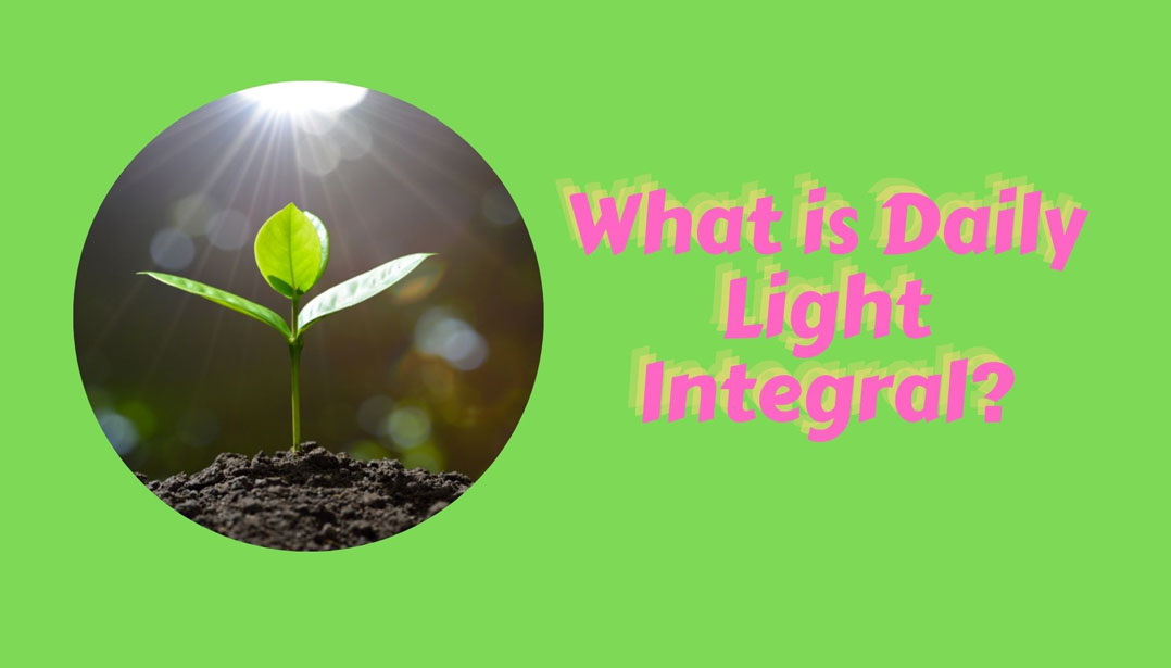 What is Daily Light Integral (DLI)?