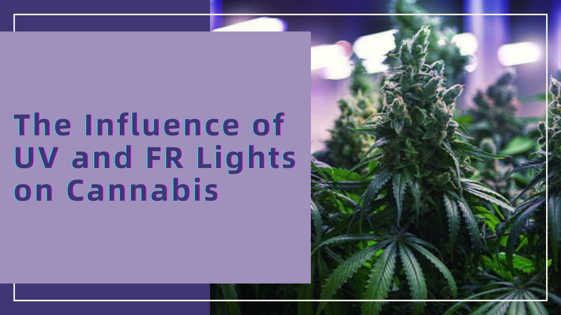 The Influence of UV and FR Lights on Cannabis