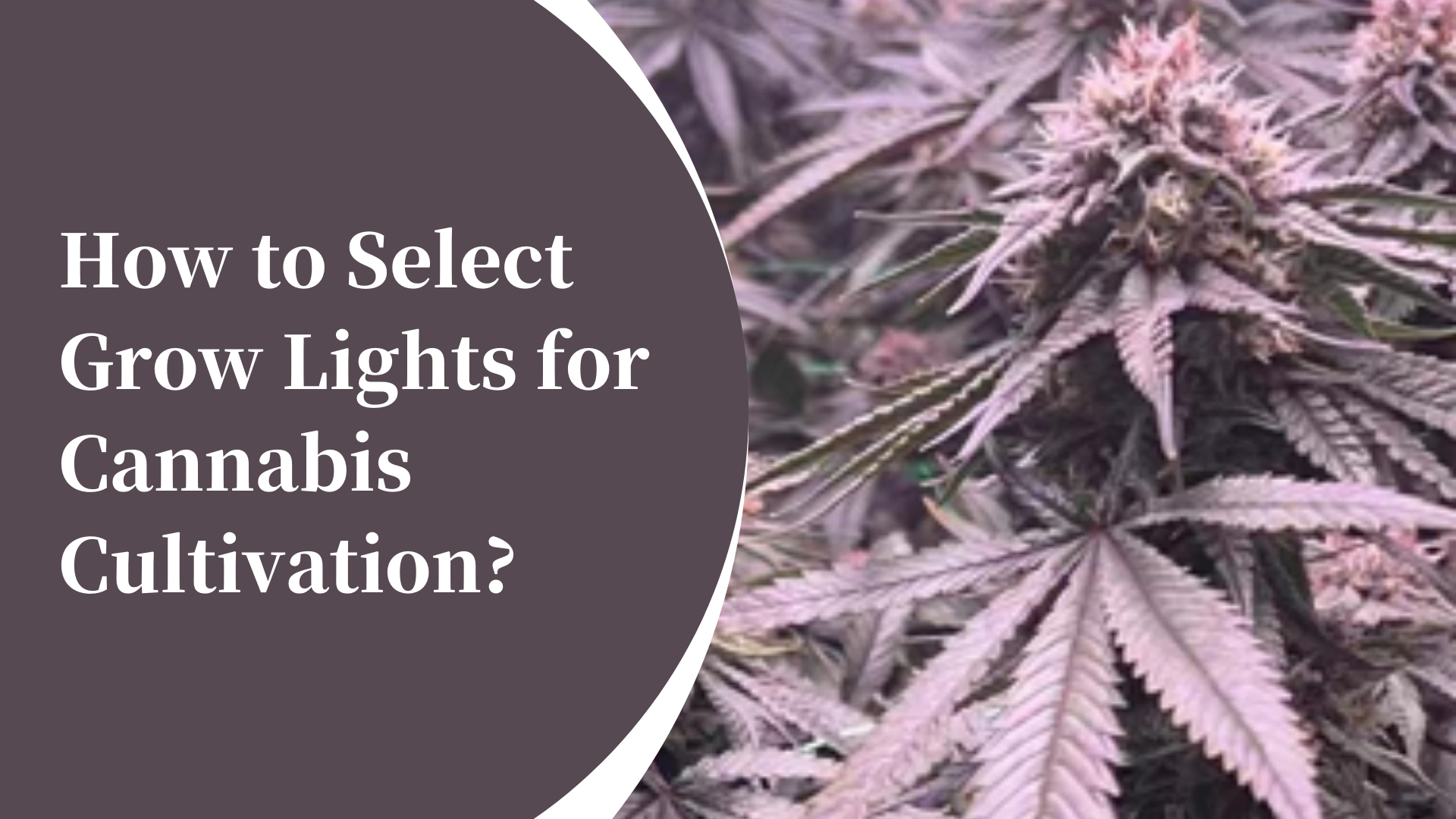 How to Select Grow Lights for Cannabis Cultivation?