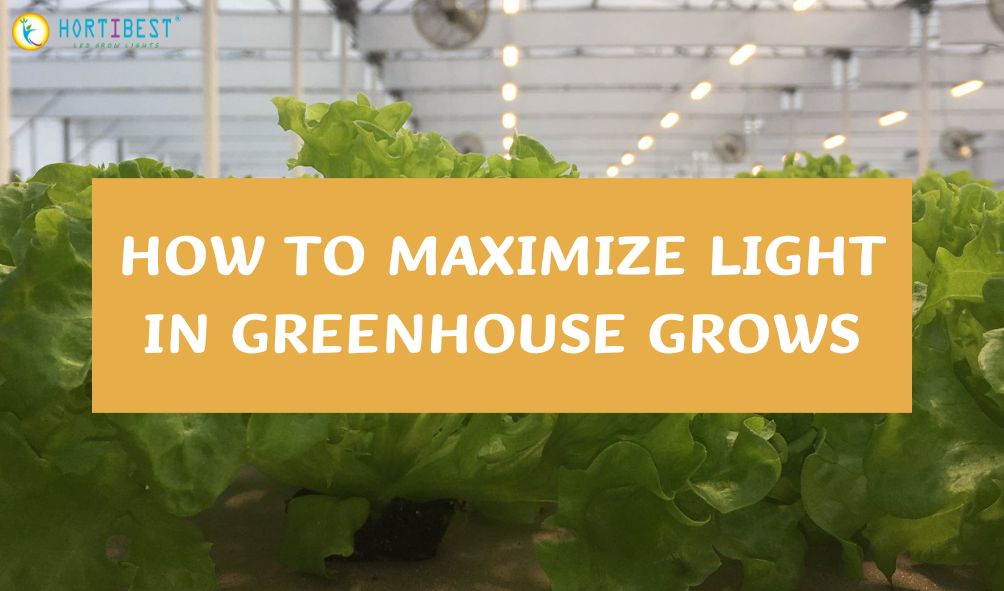 How to Maximize Light in Greenhouse Grows