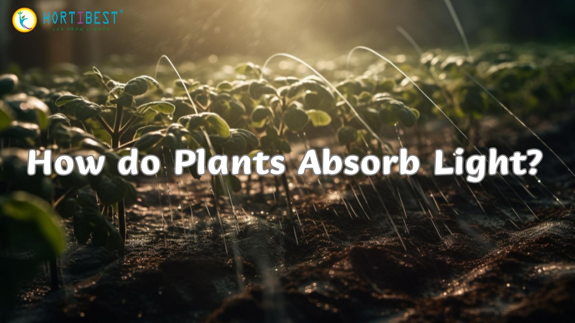 How do Plants Absorb Light?