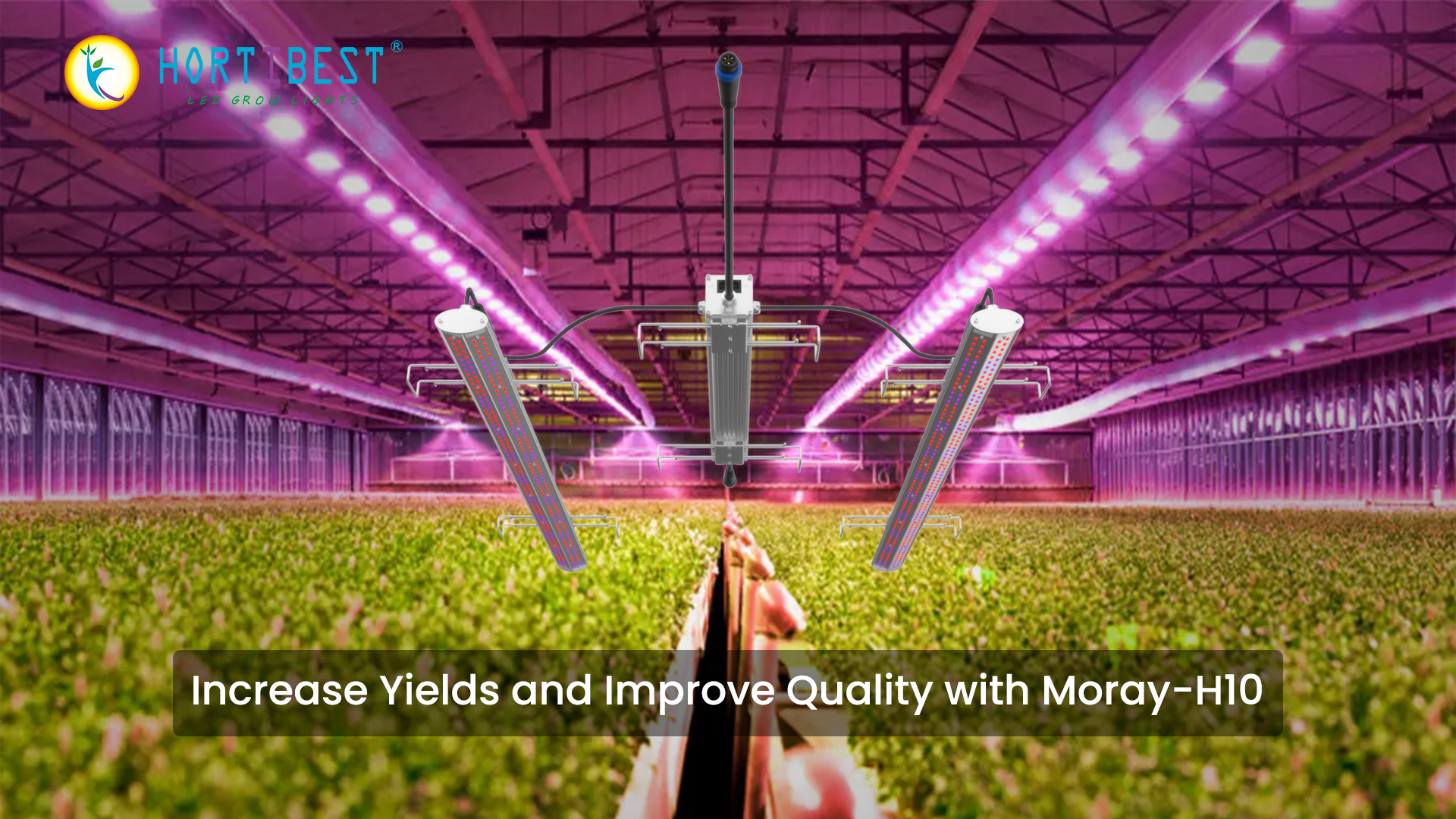 Increase Yields and Improve Quality with Moray-H10