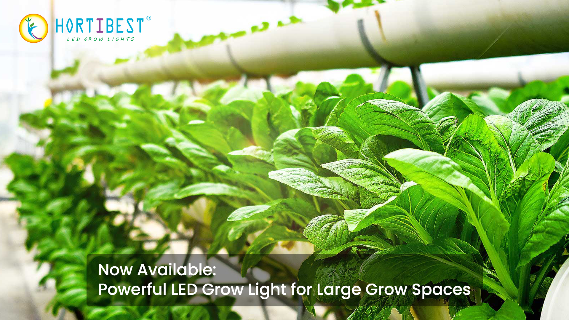 Now Available: Powerful LED Grow Light for Large Grow Spaces