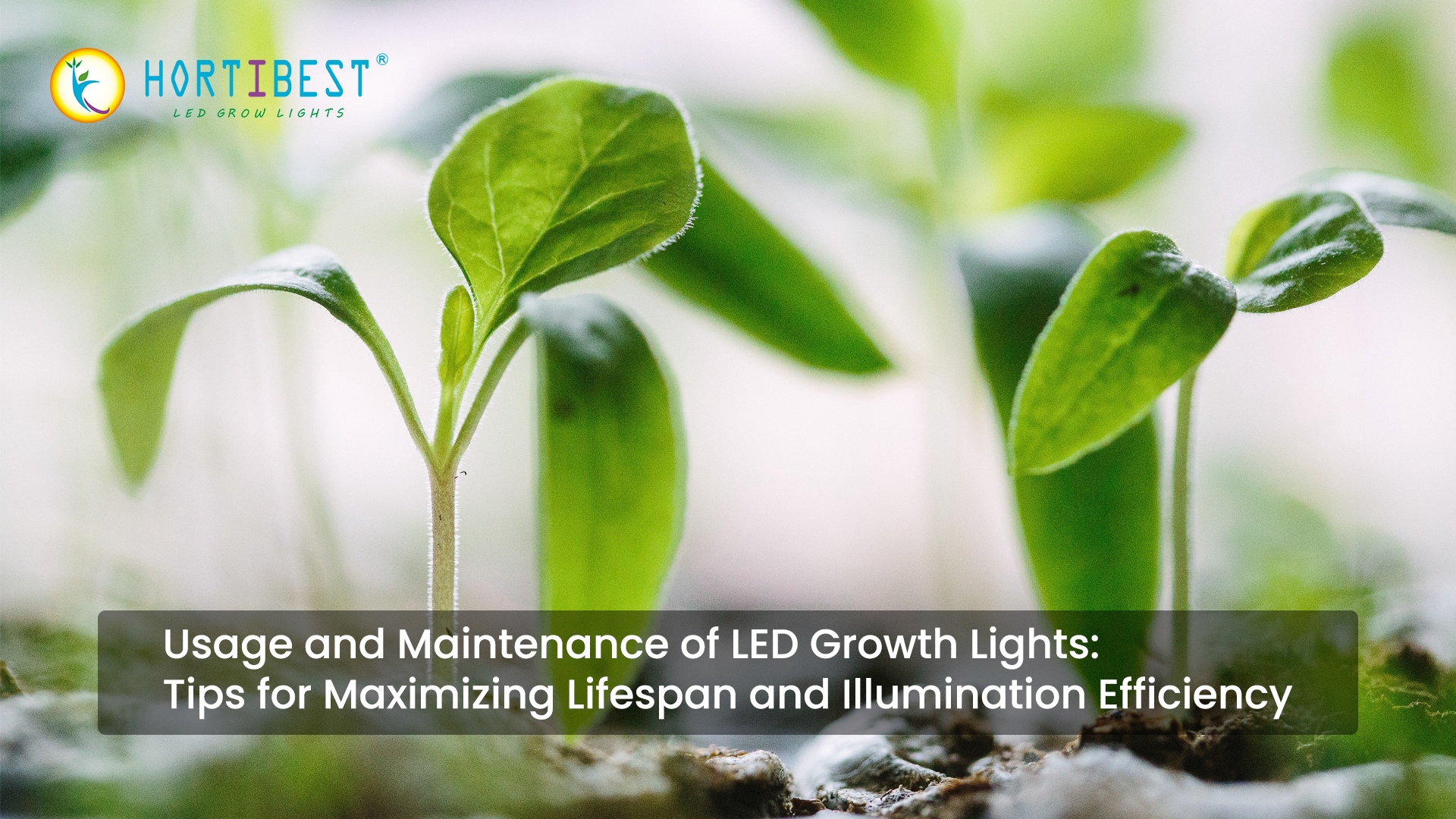 Usage and Maintenance of LED Growth Lights: Tips for Maximizing Lifespan and Illumination Efficiency