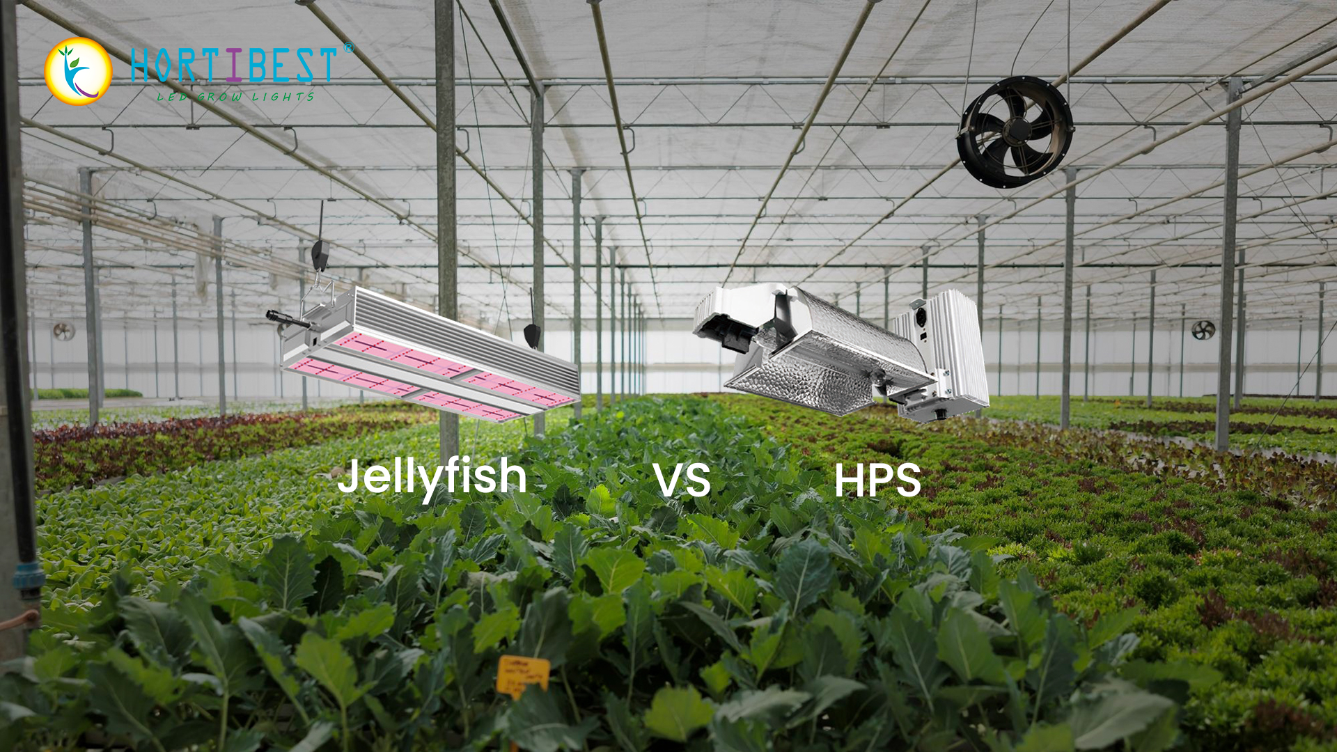 Jellyfish VS HPS