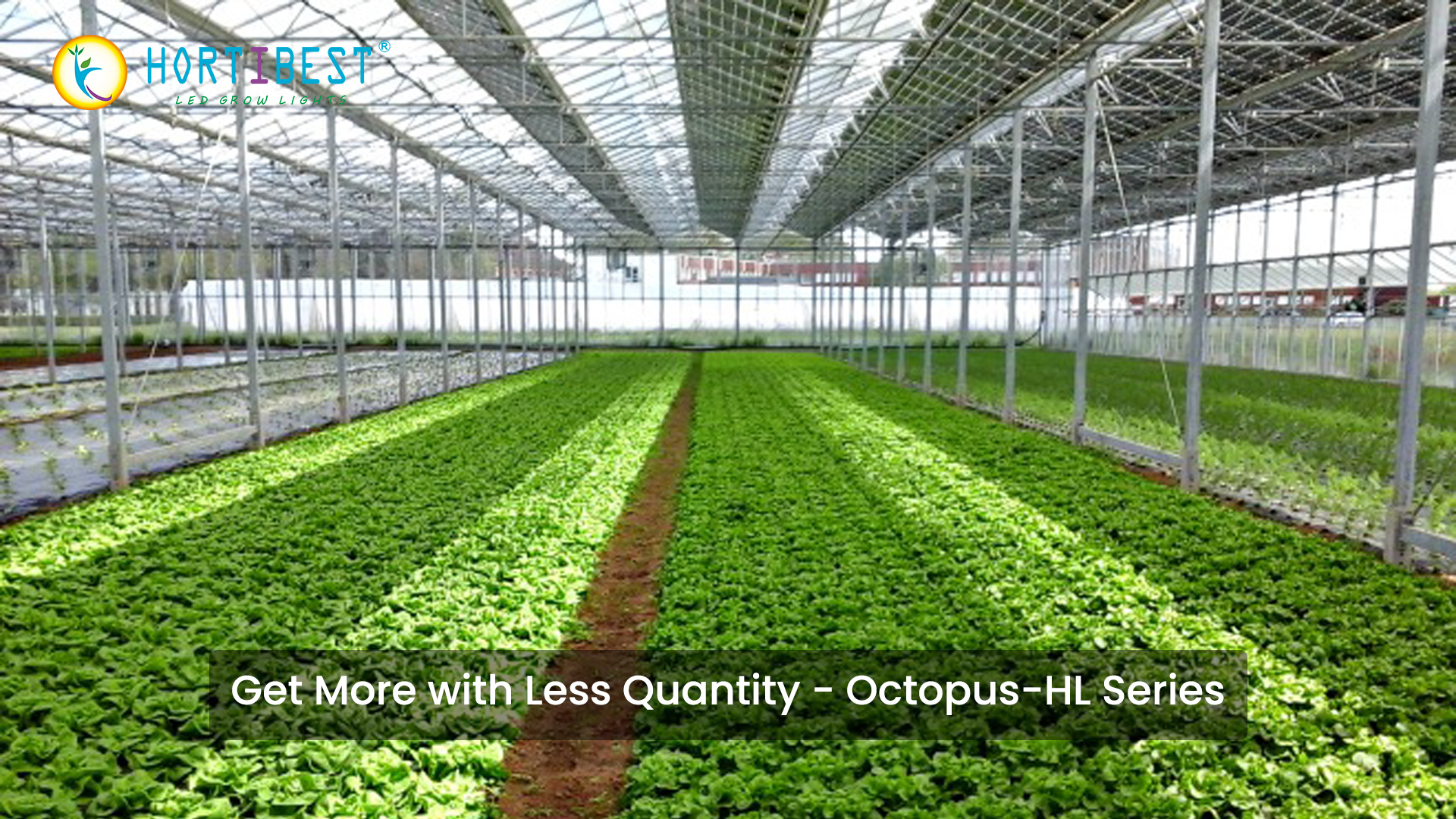 Get More with Less Quantity - Octopus-HL Series