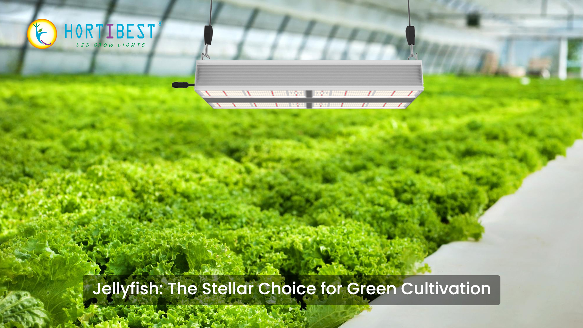 Jellyfish Series: The Stellar Choice for Green Cultivation