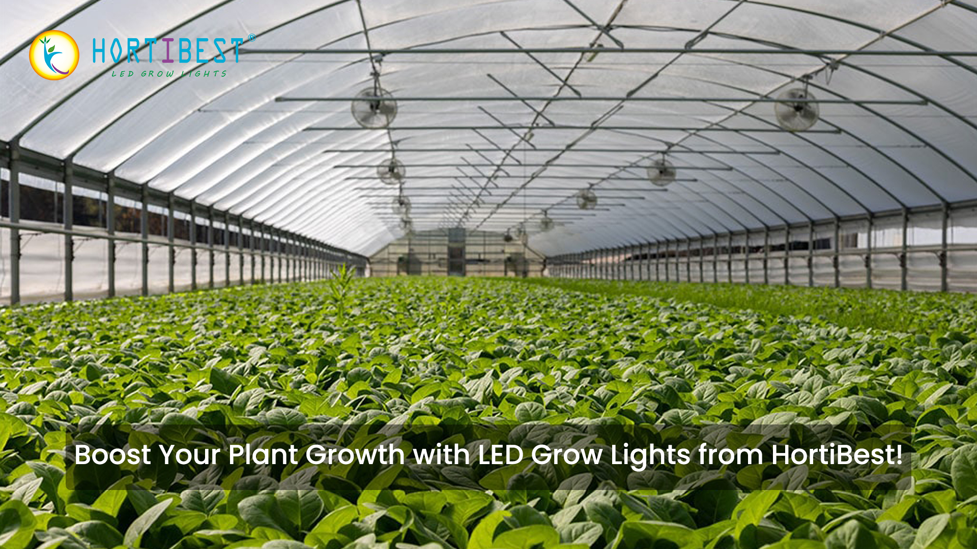 Boost Your Plant Growth with LED Grow Lights from HortiBest!