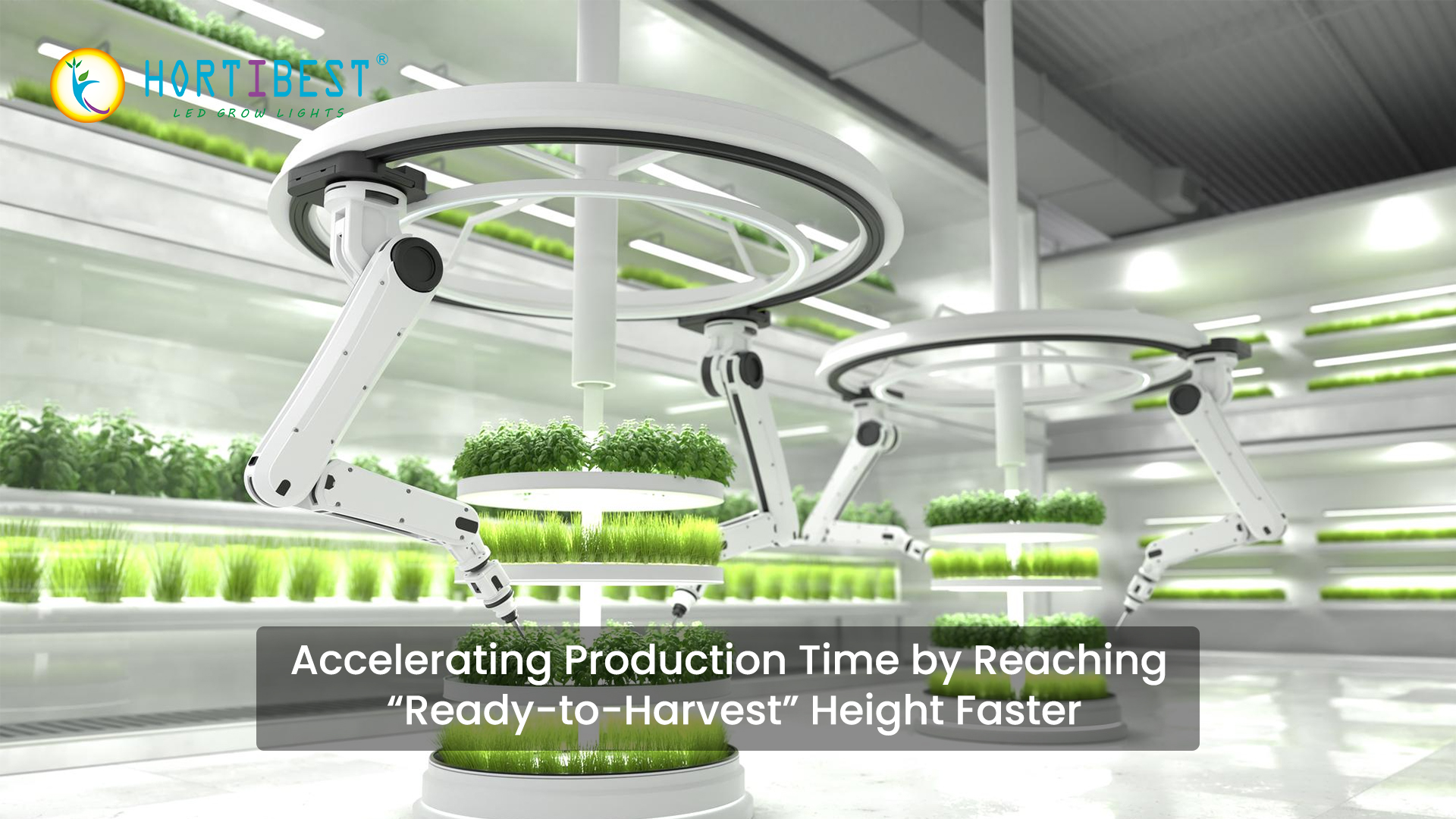 Accelerating Production Time by Reaching “Ready-to-Harvest” Height Faster
