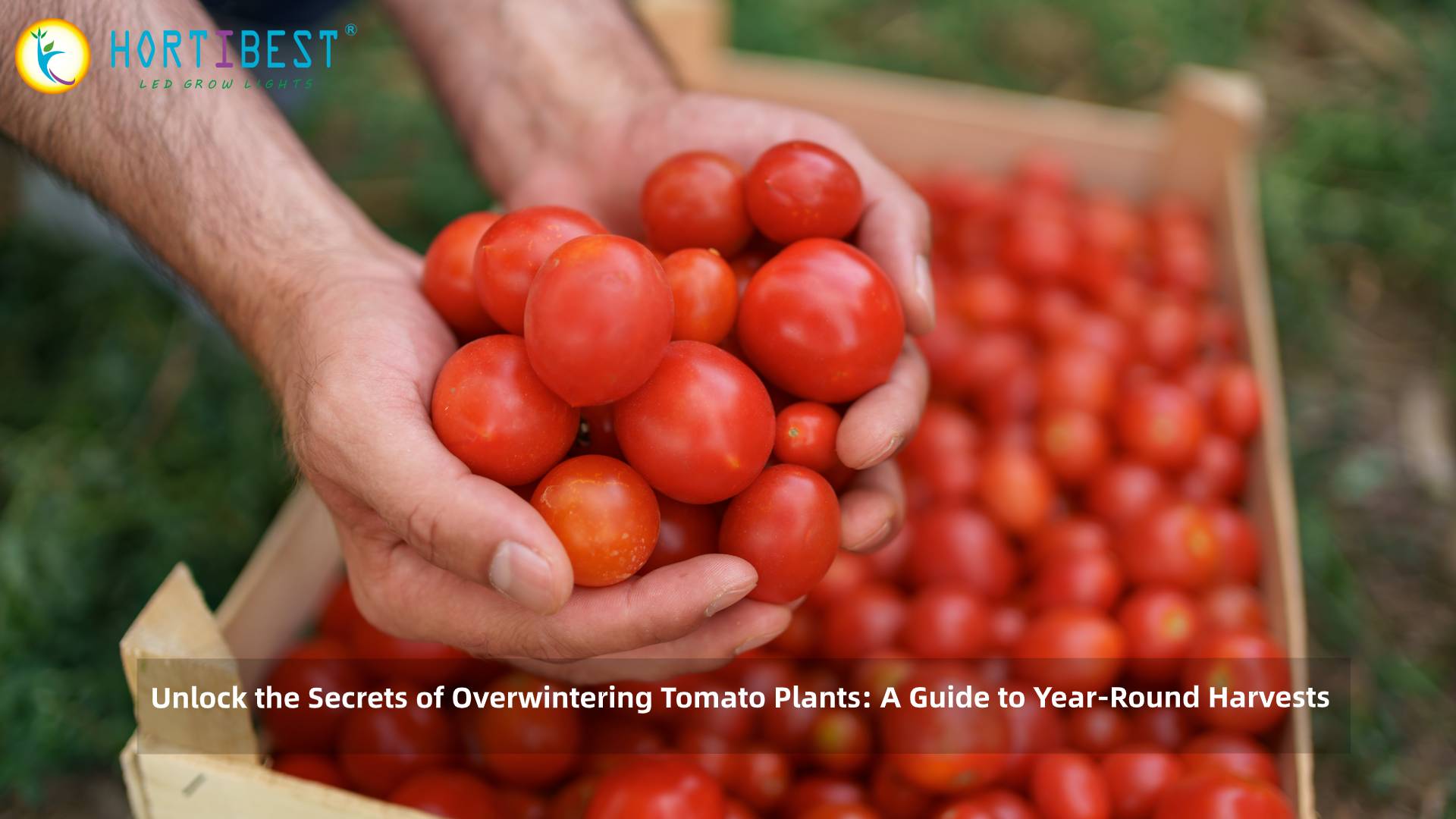 &quot;Unlock the Secrets of Overwintering Tomato Plants: A Guide to Year-Round Harvests&quot;