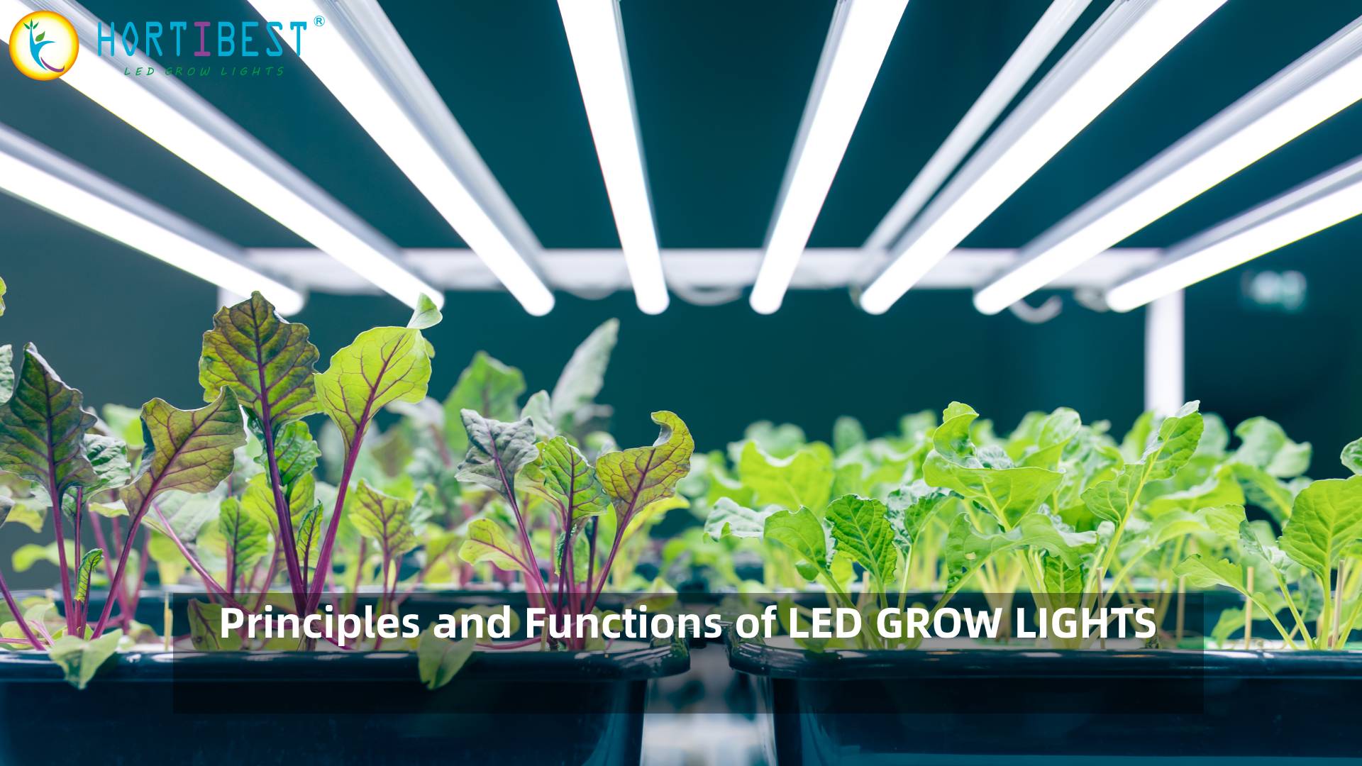 Principles and Functions of LED GROW LIGHTS