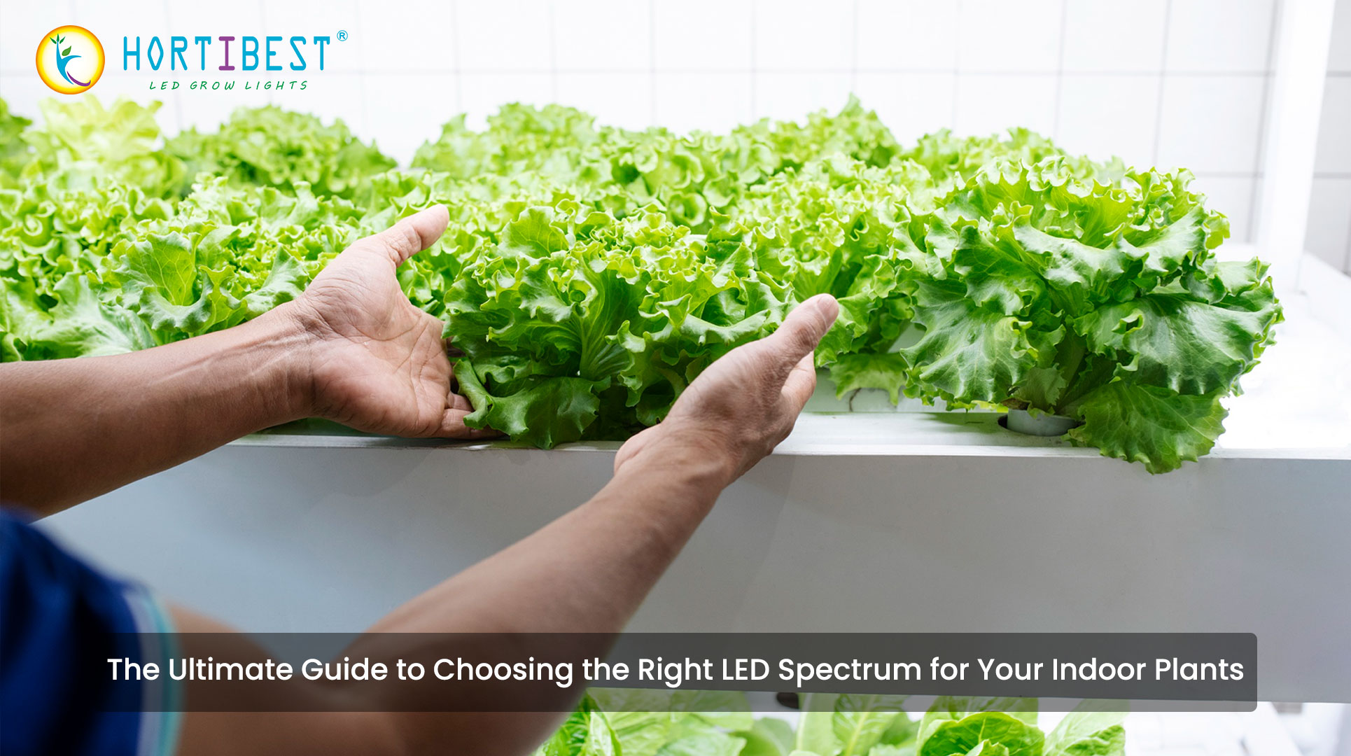 The Ultimate Guide to Choosing the Right LED Spectrum for Your Indoor Plants