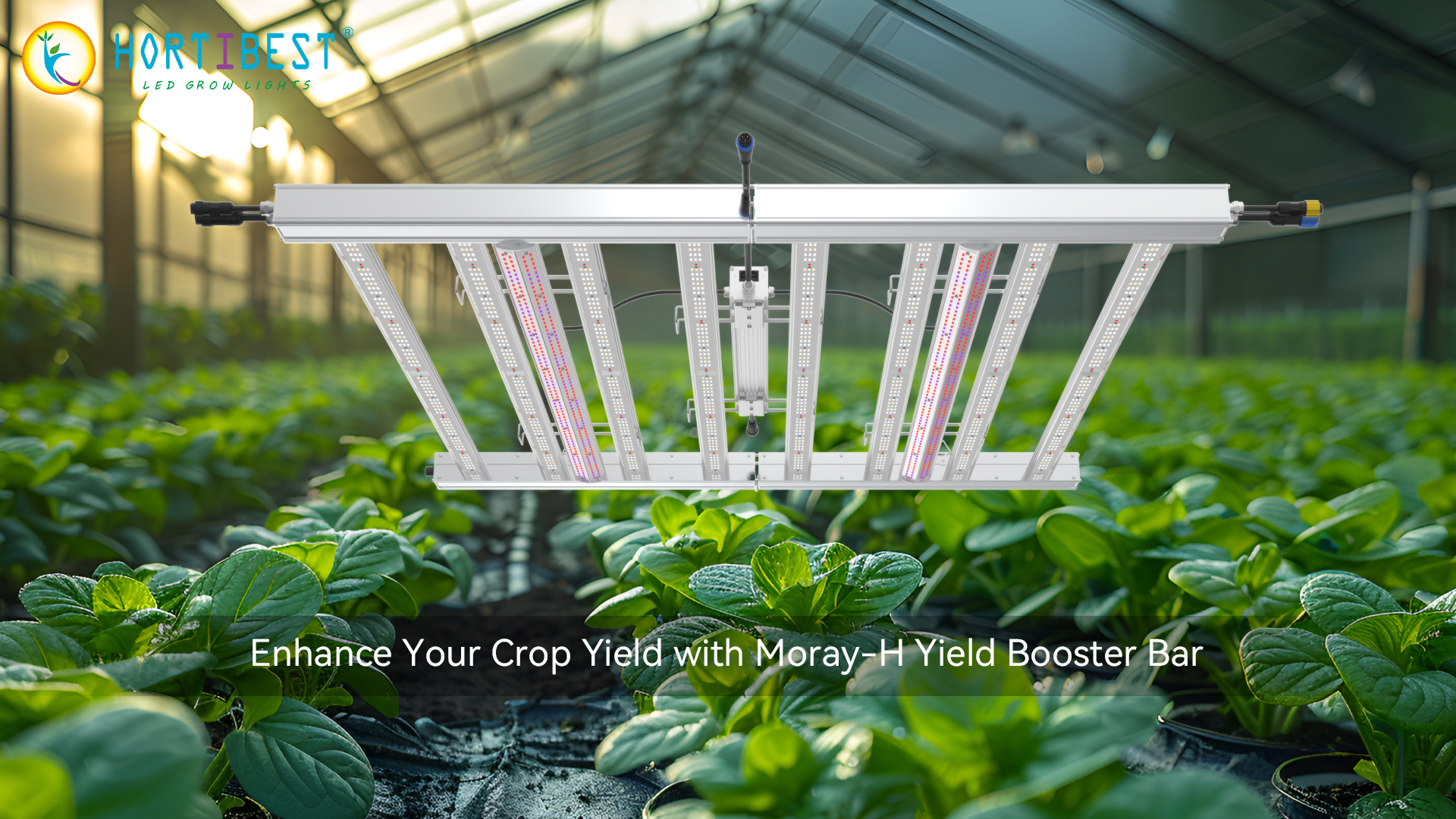 Enhance Your Crop Yield with Moray-H Yield Booster Bar