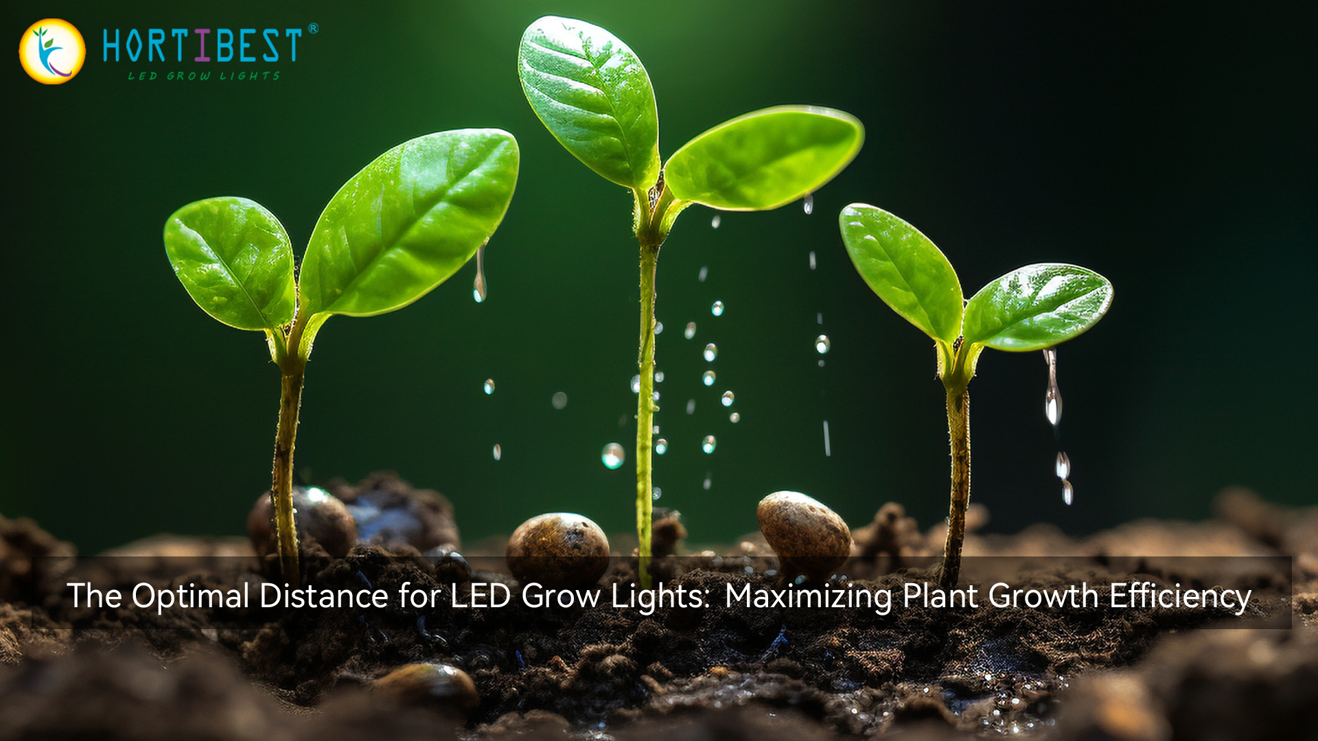 The Optimal Distance for LED Grow Lights: Maximizing Plant Growth Efficiency