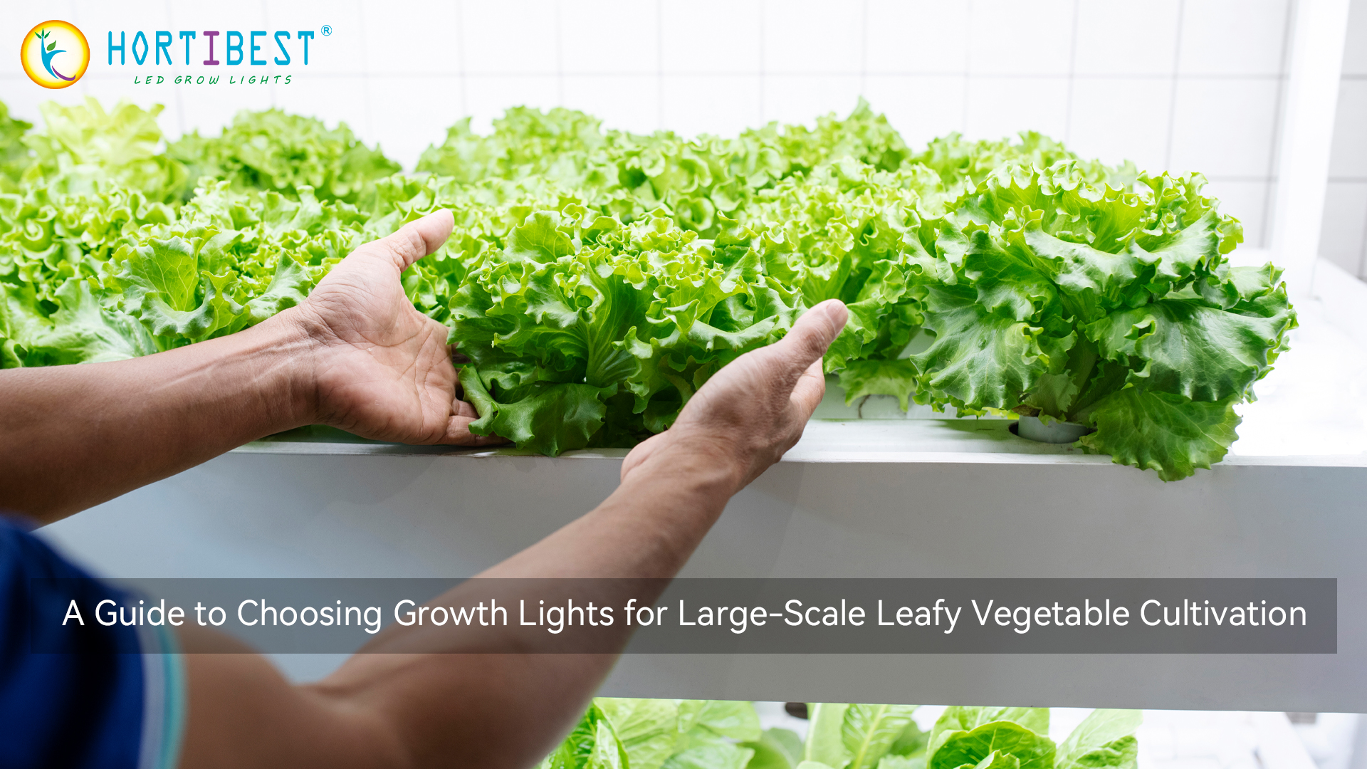 A Guide to Choosing Growth Lights for Large-Scale Leafy Vegetable Cultivation