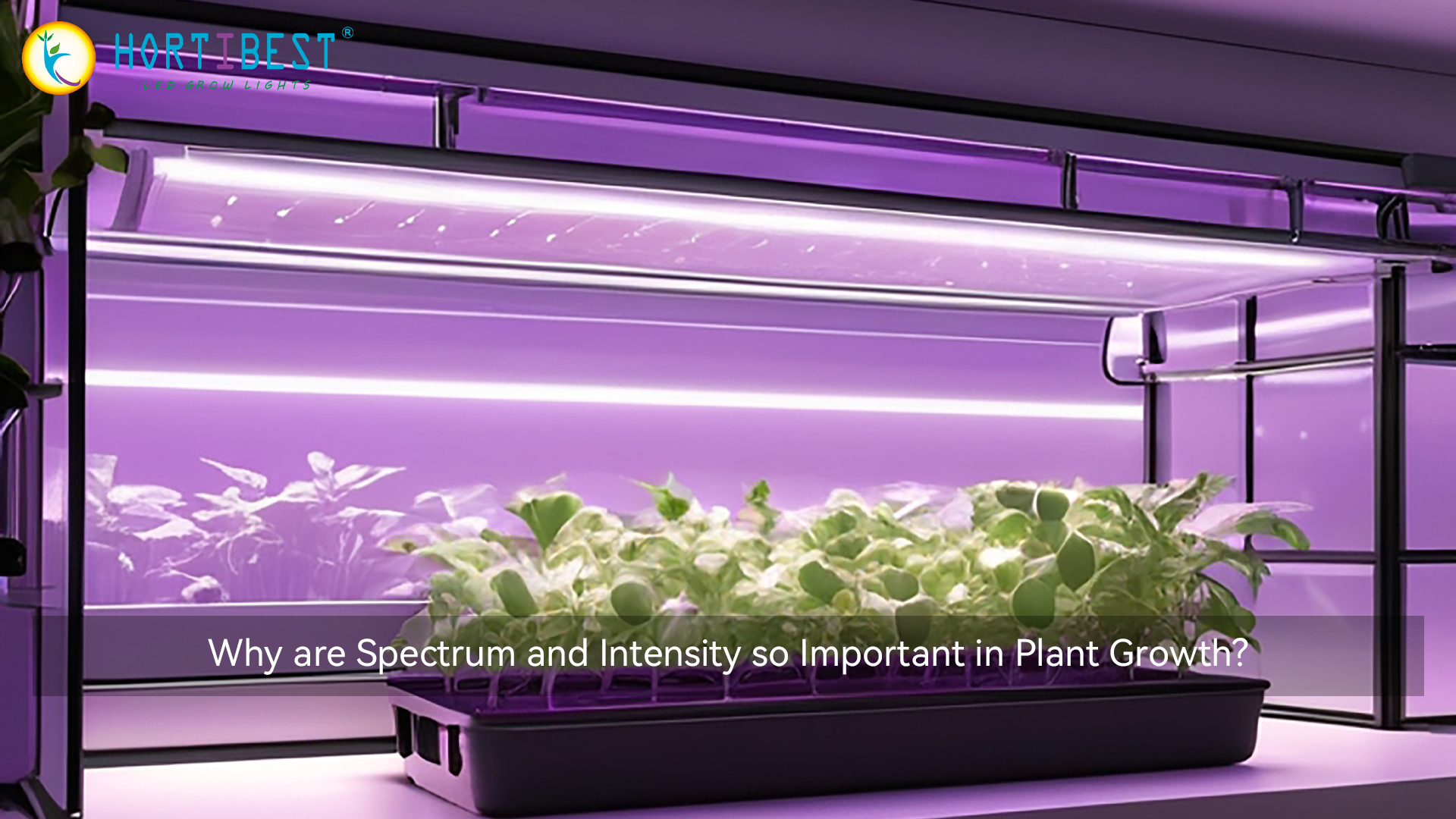 Why are Spectrum and Intensity so Important in Plant Growth?