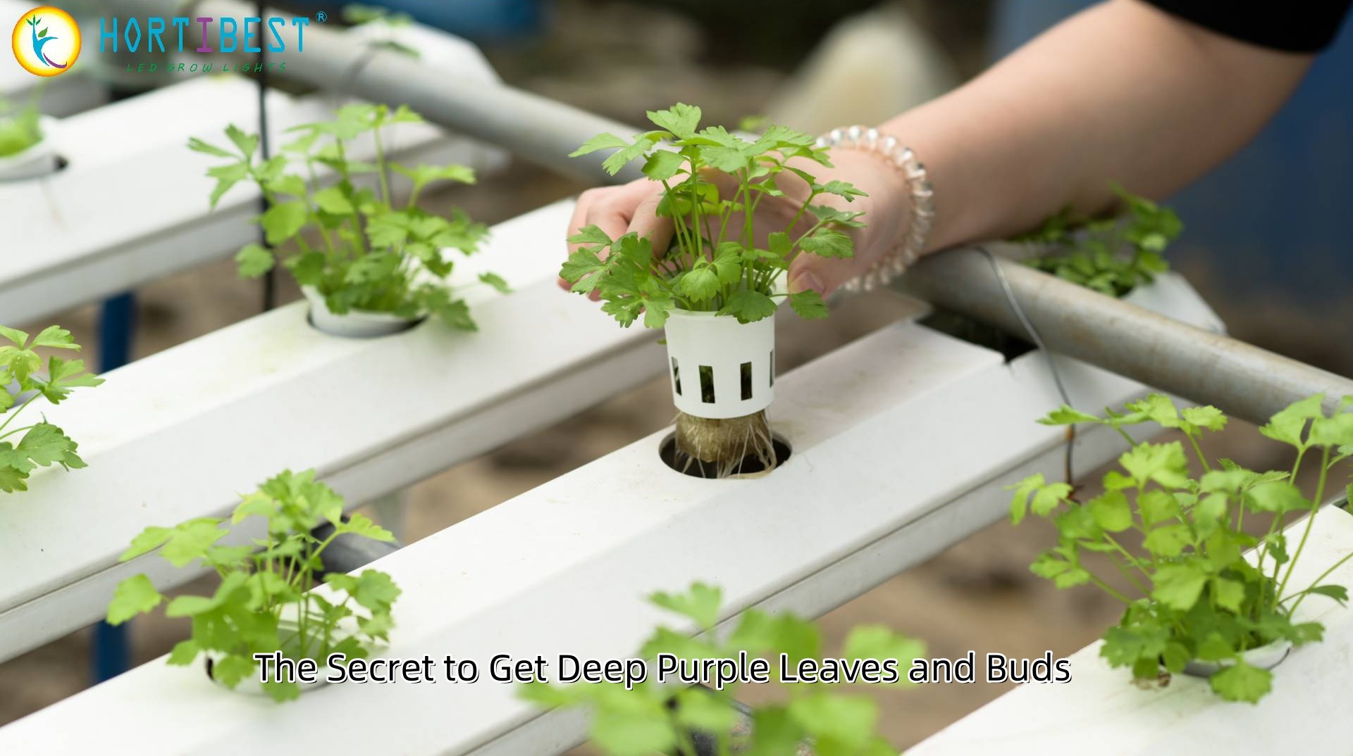 Quick Tip on Greenhouse Lighting: How Much Do You Know About the Best Light Recipe for Plants?