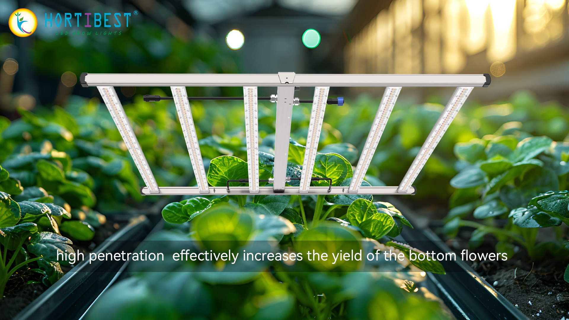 Why the OF6-2600 With Lens LED Grow Light is Essential for 4' x 4' Gardening Success