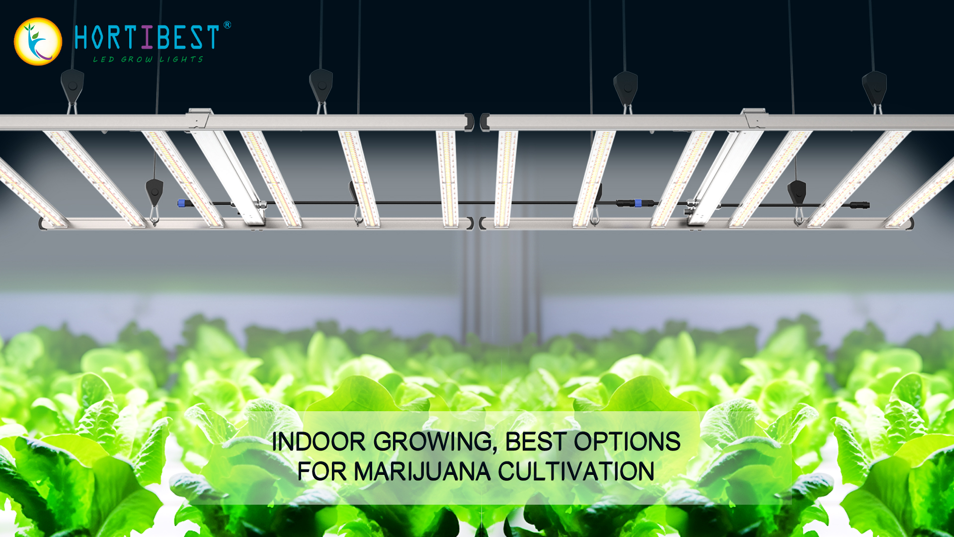 Revolutionizing Indoor Farming with Osram's Anti-Sulfuration Technology