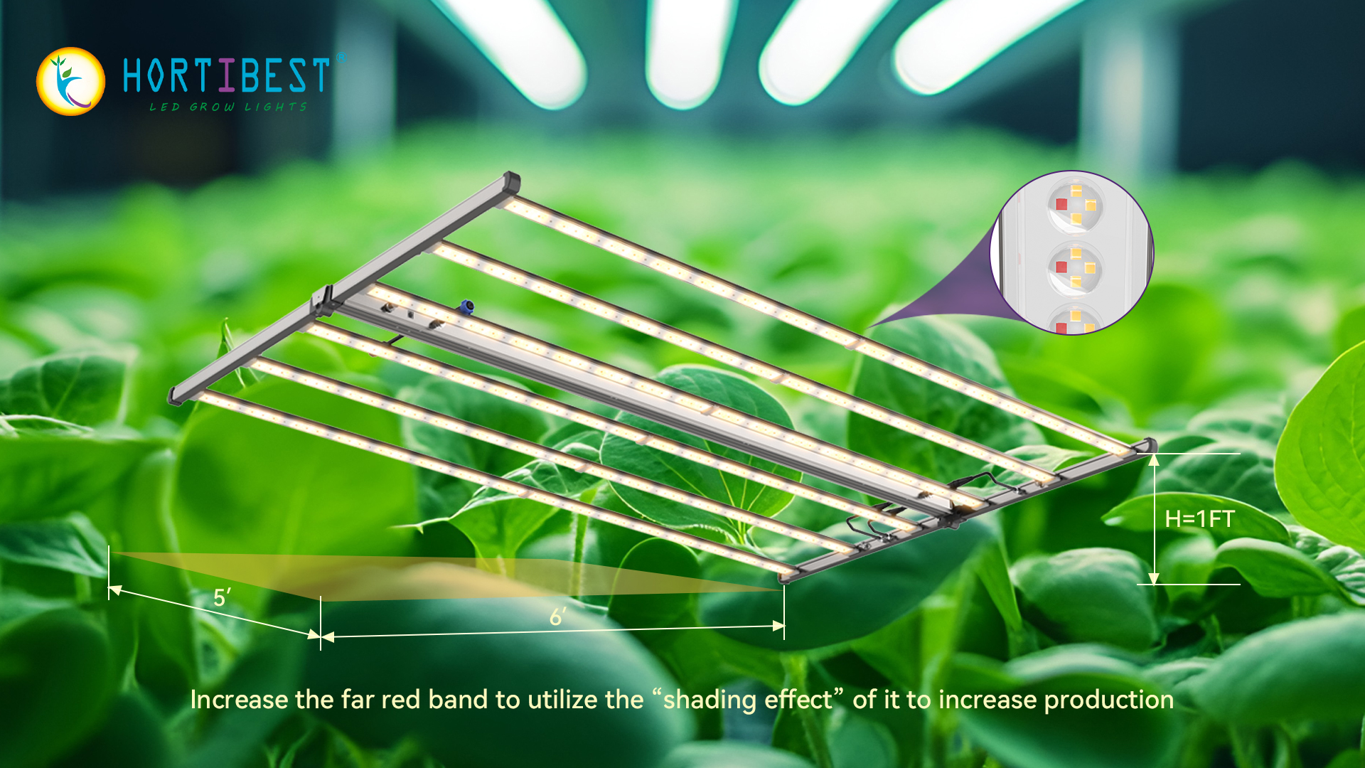 Unlock Your Lower Canopy's Hidden Potential: Hortibest OF6L-3900's Light New Science
