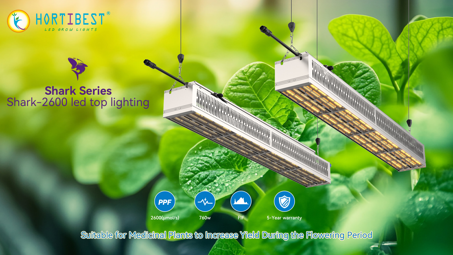 Maximize Canopy Performance: The Shark-2600 Top Lighting Solution for Professional Cultivation
