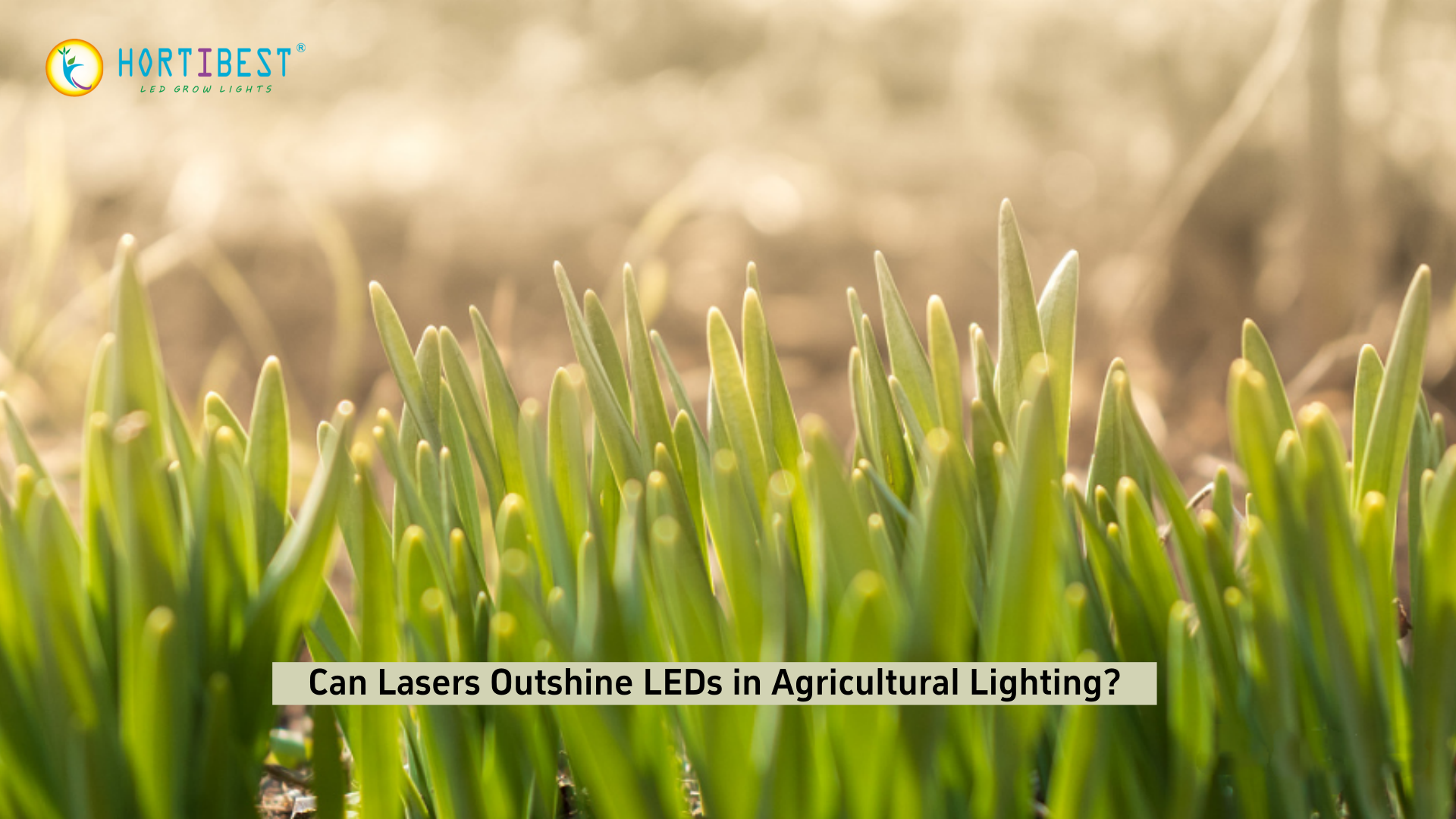 Can Lasers Outshine LEDs in Agricultural Lighting?