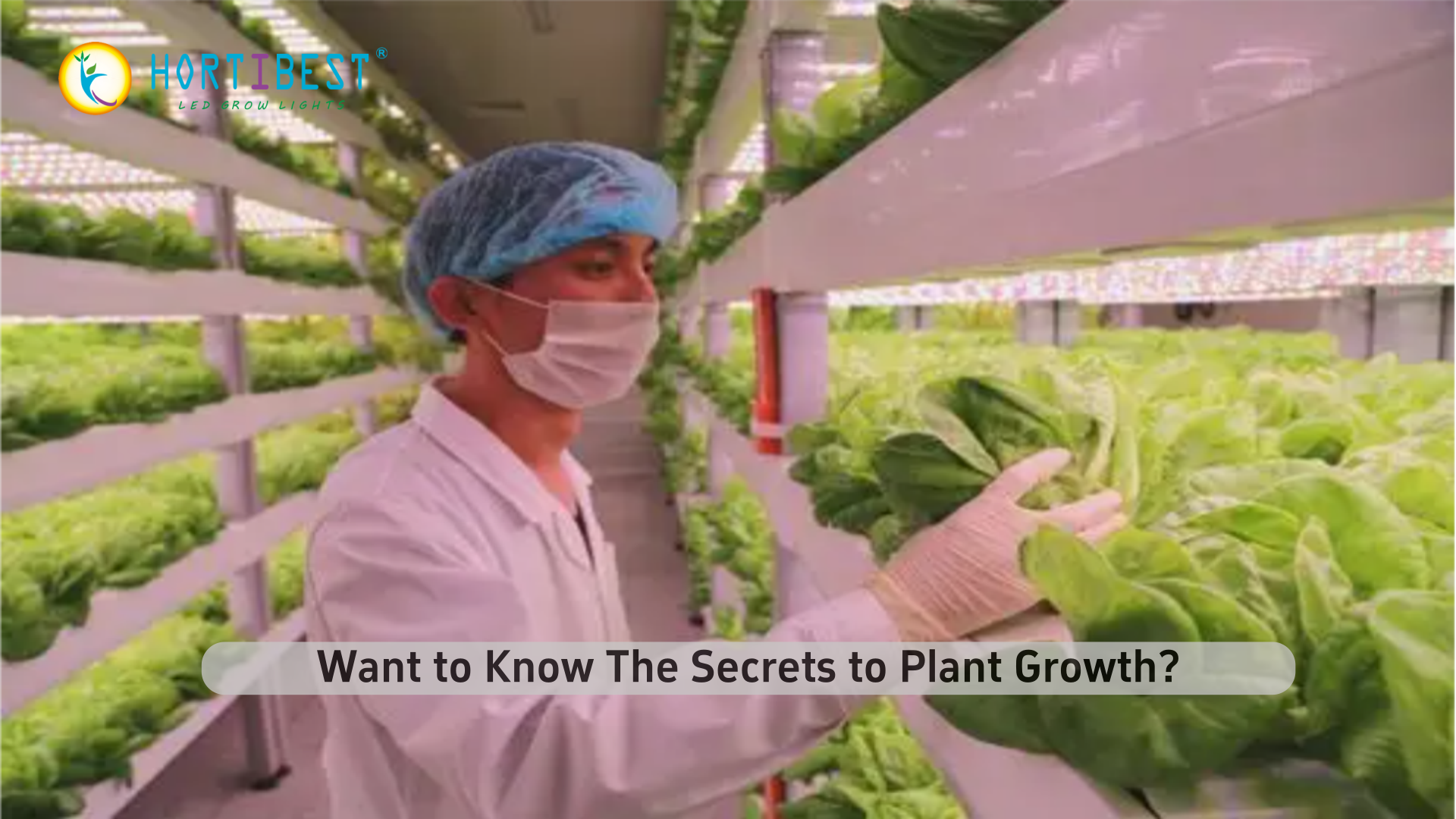 660nm &amp; 730nm: Want to Know The Secrets to Plant Growth?