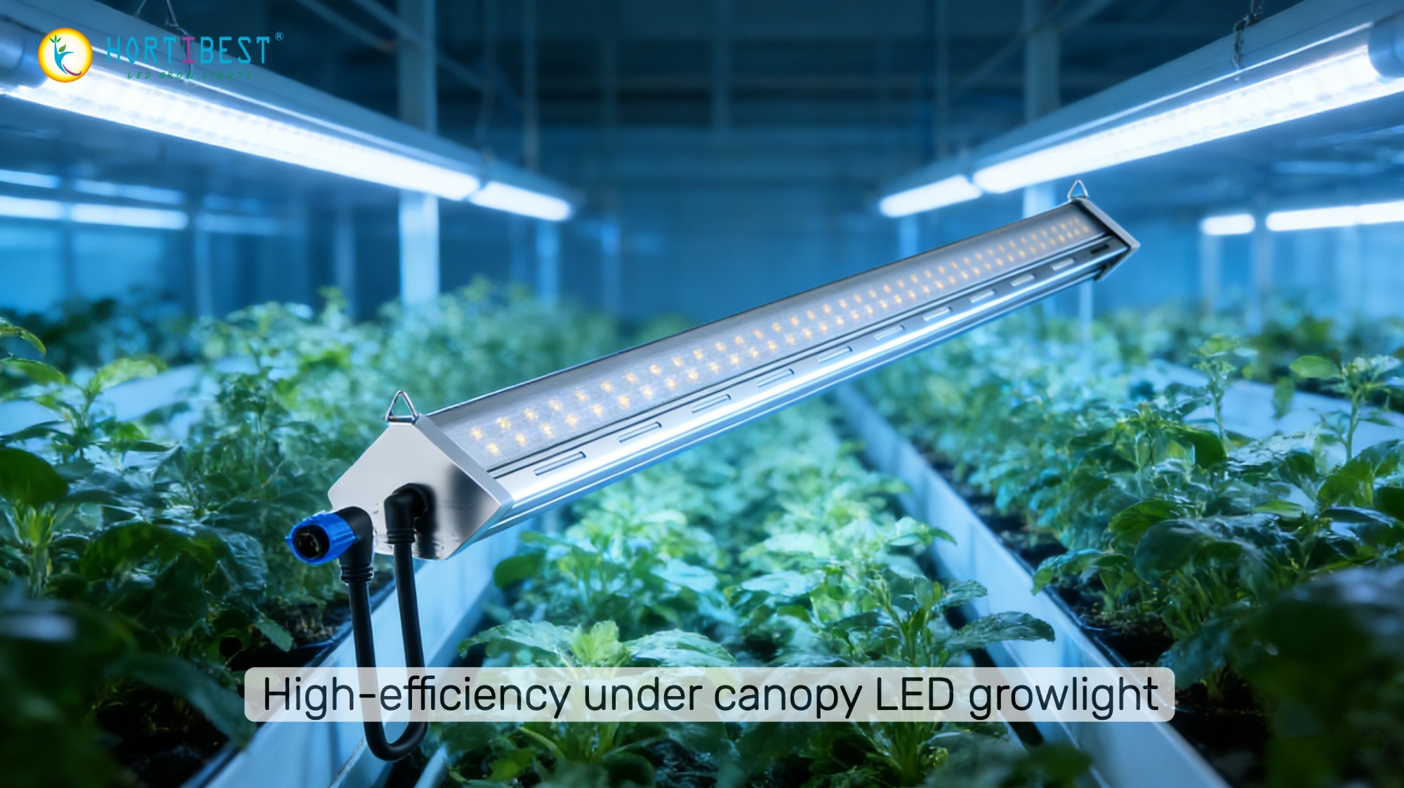 Preparing for the 420 Season: Why Inter-Lighting Is the Yield Key for High-Value Crops？