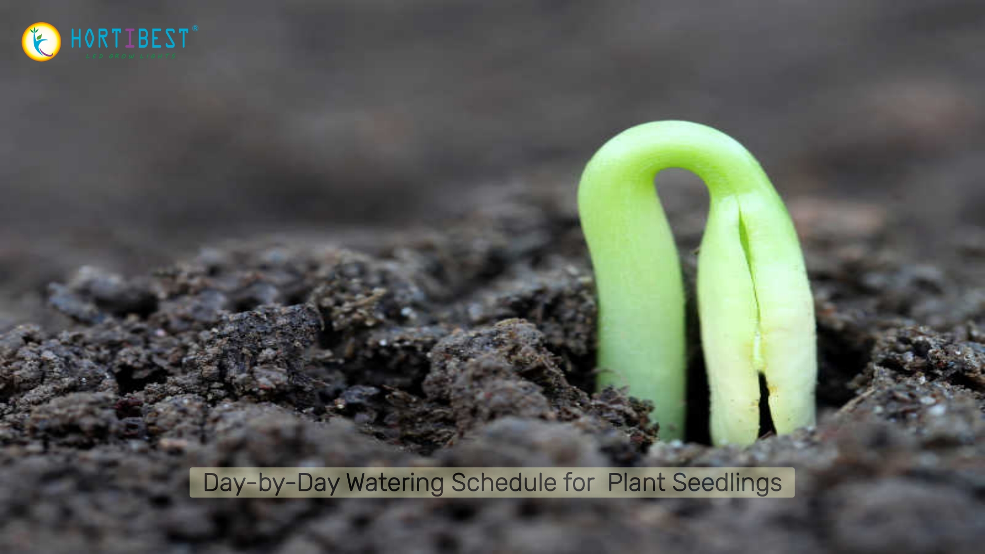 Day-by-Day Watering Schedule for Seedlings (First 30 Days &amp; Beyond)