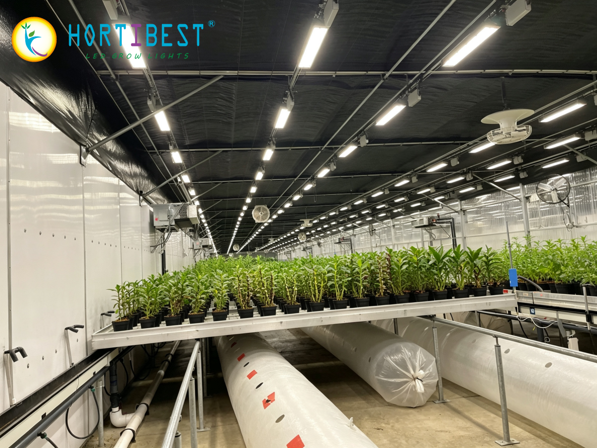 What Size Grow Light Do You REALLY Need? Stop Asking Watts – Use PPF, PPFD & DLI Instead